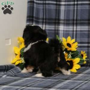 Buster, Shih Tzu Puppy